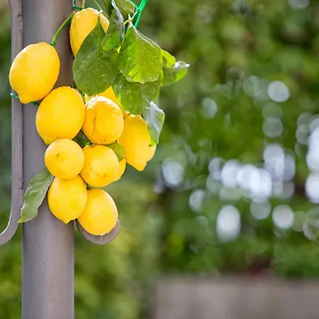 Villa - Ravenna - Cavaliere